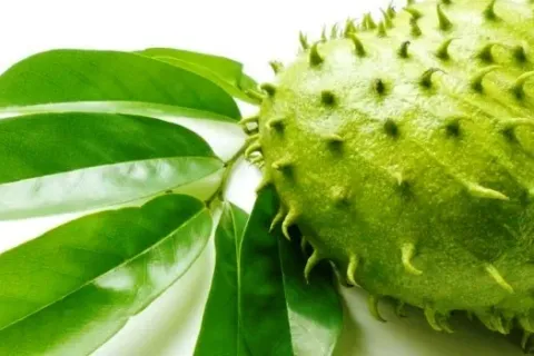 Manfaat Khasiat Daun Sirsak untuk Kesehatan Pantangan Efek Samping