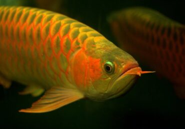 daftar harga ikan arwana_ec5c4e5ca.jpg