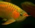 Daftar Harga Ikan Arwana