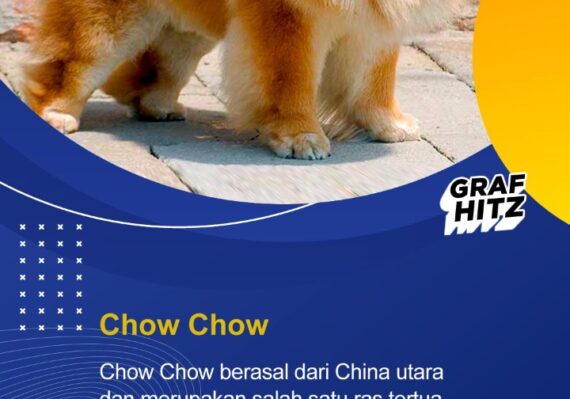 harga anjing chow chow_b95a640ee.jpg