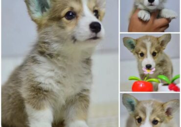 harga anjing corgi_bd2f2dd30.jpg