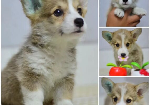 harga anjing corgi_bd2f2dd30.jpg