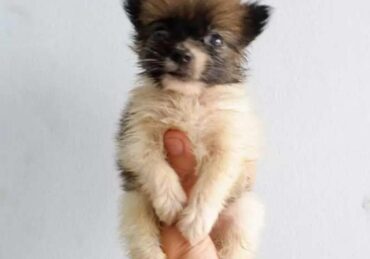 harga anjing pomeranian_cd5ac353f.jpg
