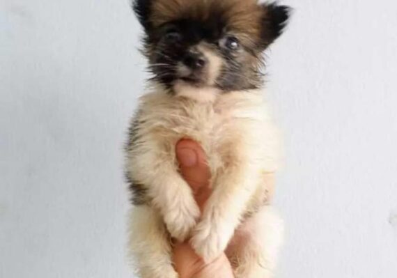 harga anjing pomeranian_cd5ac353f.jpg
