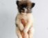 Harga Anjing Pomeranian