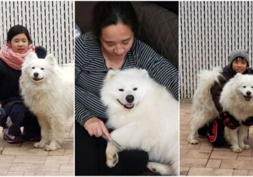 harga anjing samoyed_91608c5b0.jpg