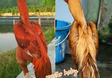 harga ayam bangkok di pasaran_77f401620.jpg