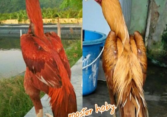 harga ayam bangkok di pasaran_77f401620.jpg