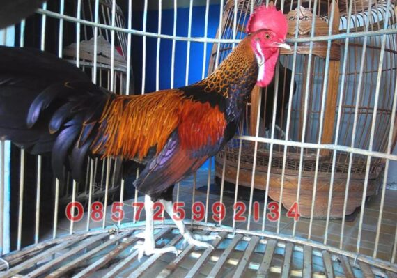 harga ayam bekisar_162fdad37.jpg