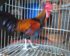 Harga Ayam Bekisar