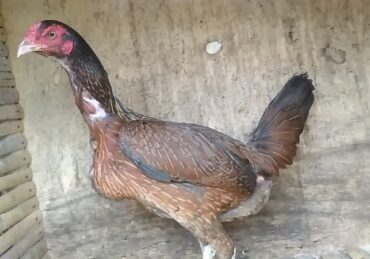 harga ayam birma asli_f0de86fac.jpg