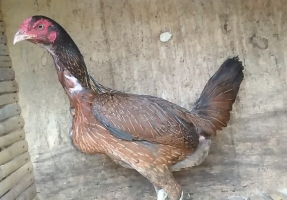 harga ayam birma asli_f0de86fac.jpg