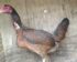 Harga Ayam Birma Asli