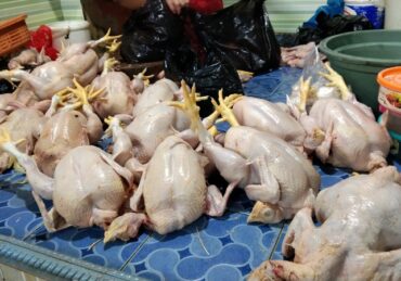 harga ayam broiler_2b4b0fc9d.jpg