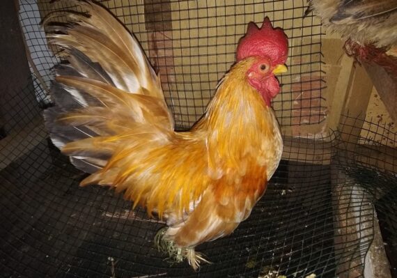 harga ayam kate_1850fb094.jpg