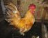 Harga Ayam Kate