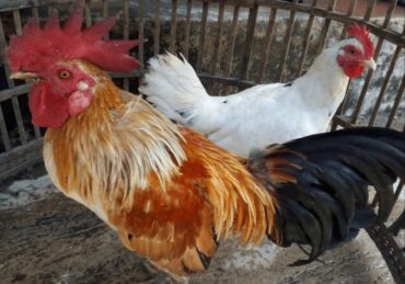 harga ayam ketawa_ee8a1f424.jpg