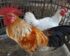 Harga Ayam Ketawa