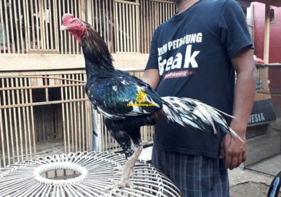 harga ayam pakhoy_9d62cba18.jpg