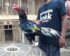 Harga Ayam Pakhoy