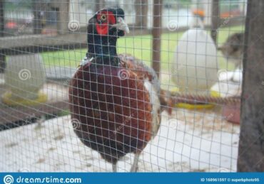 harga ayam pheasant_b482652d5.jpg
