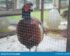 Harga Ayam Pheasant