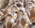 Harga Bebek Per Ekor
