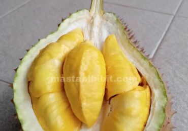 harga bibit durian bawor siap buah_6bbc81360.jpg