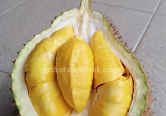 harga bibit durian bawor siap buah_6bbc81360.jpg
