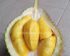 Harga Bibit Durian Bawor Siap Buah