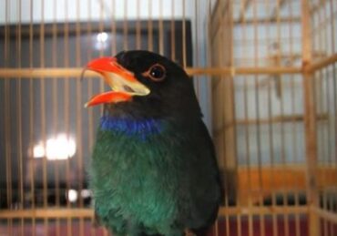 harga burung tengkek buto_48a1daecd.jpg