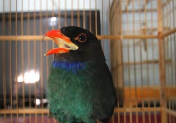 harga burung tengkek buto_48a1daecd.jpg