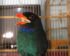 Harga Burung Tengkek Buto