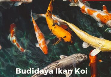 harga ikan koi lokal_14b6e4770.jpg