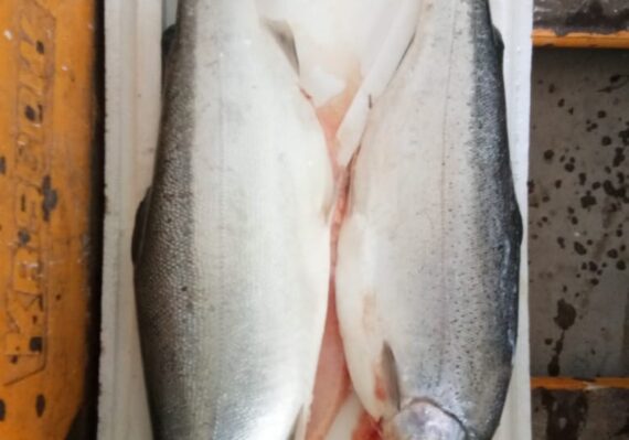 harga ikan salmon_7ecef6e6d.jpg