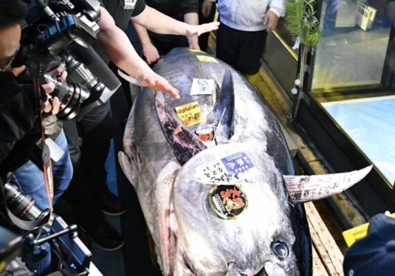 harga ikan tuna_cd2c63168.jpg