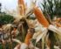 Harga Jagung