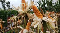 harga jagung_7e7b2d6bc.jpg