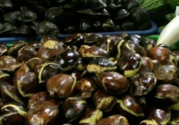 harga jengkol_d4e6a2064.jpg