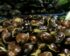 Harga Jengkol