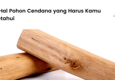 harga kayu ular papua asli_0402fe083.jpg