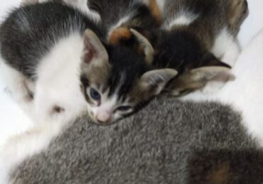 harga kucing calico jantan_d488e3836.jpg