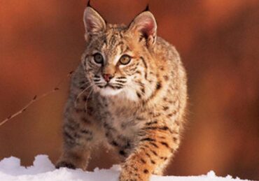 harga kucing hutan jawa_6341d1efb.jpg