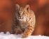 Harga Kucing Hutan Jawa