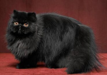 harga kucing persia medium_78e13af92.jpg