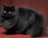 Harga Kucing Persia Medium
