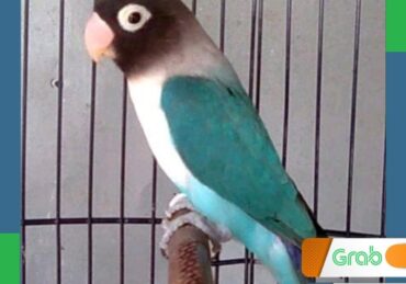 harga lovebird mangsi_219a3ec02.jpg