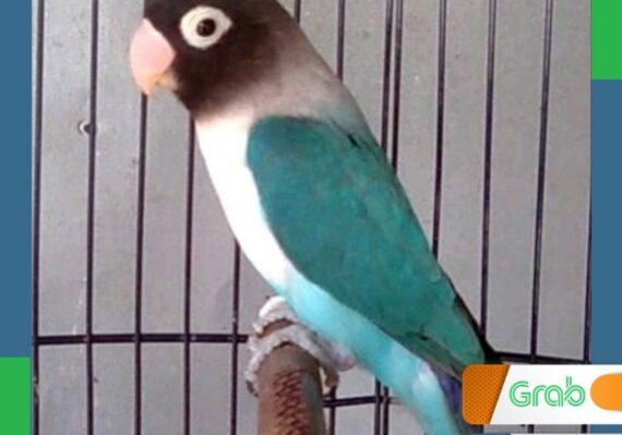 harga lovebird mangsi_219a3ec02.jpg