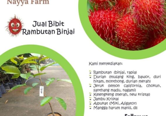 harga rambutan_e1310c395.jpg