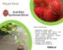 Harga Rambutan